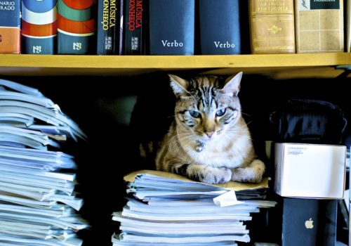 Cat Book