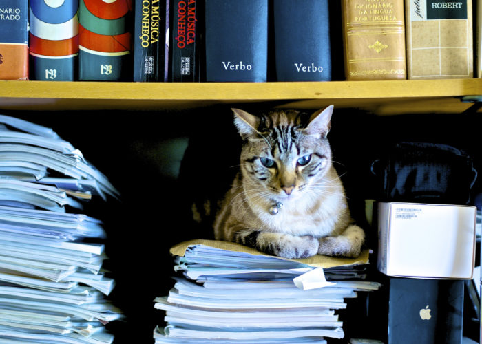 Cat Book