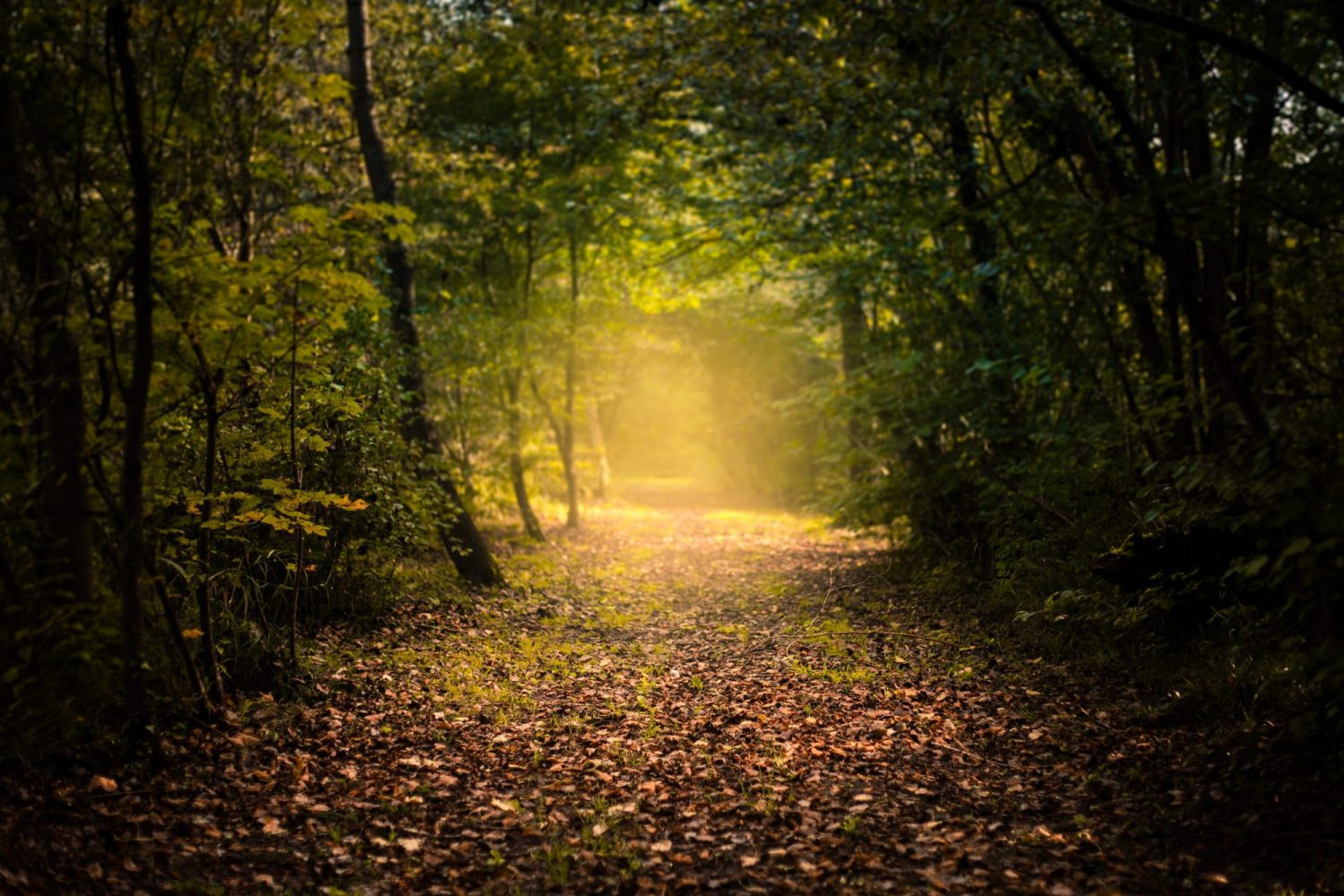 Chemin