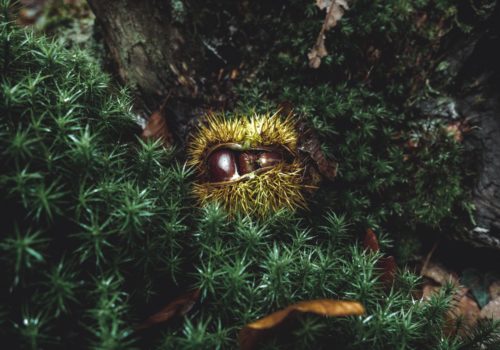 Ernest Octobre Marrons