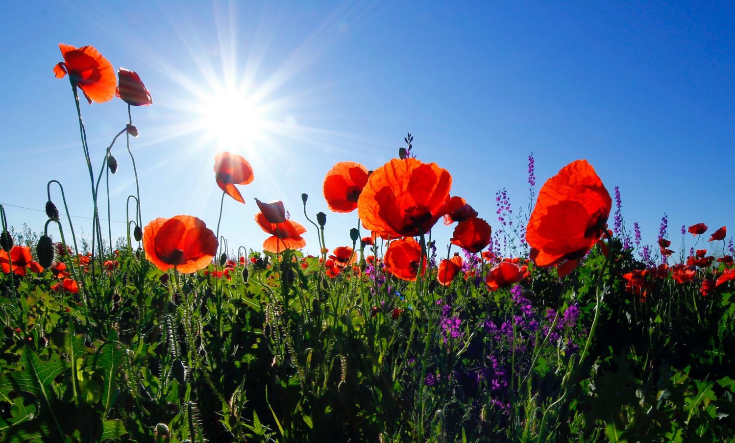 Corina Ardeleanu SWlxCweDzzs Unsplash