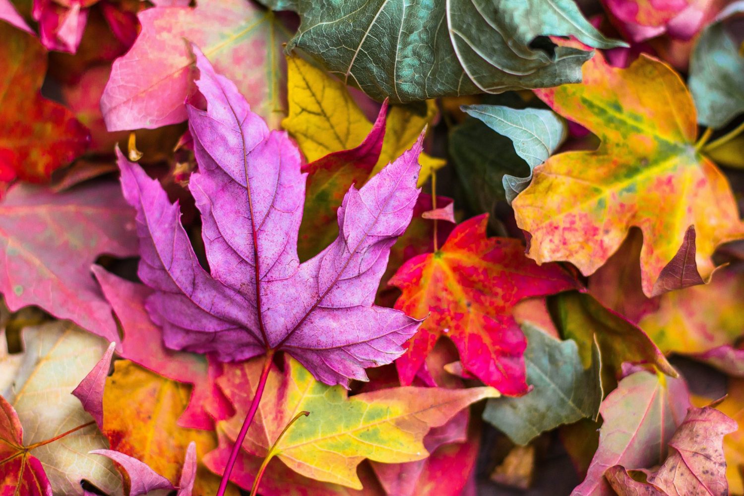 Jeremy Thomas O6N9RV2rzX8 Unsplash
