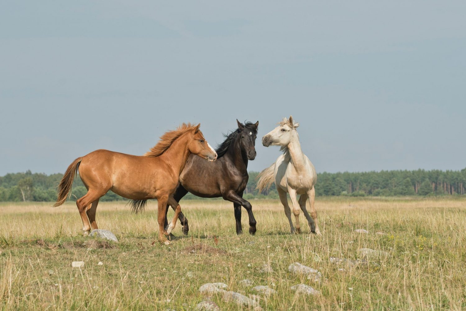 Annika Treial E4WUwbcur7Y Unsplash