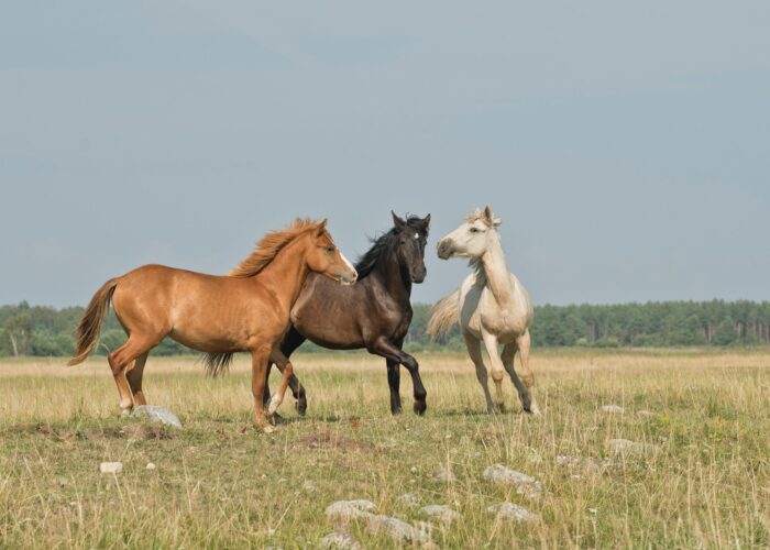 Annika Treial E4WUwbcur7Y Unsplash